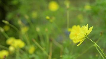 la flor amarilla del cosmos está floreciendo bajo la luz del sol video