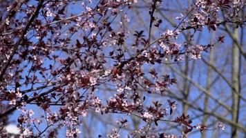 Pink flowers of a tree and blue sky video
