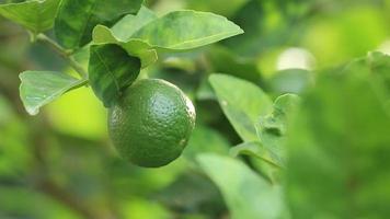 limão verde em uma árvore video