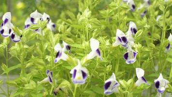 torenia, alas azules o flores de espoleta se mecen con el viento video