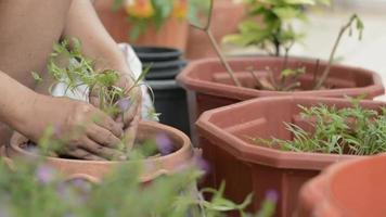 Manos de mujer moviendo plantas jóvenes para cultivar en una olla de barro video