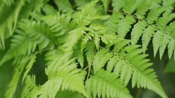 Close up lush fern foliage video