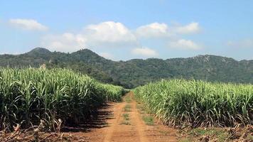 route au milieu d'un champ de canne à sucre video