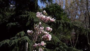 rosa blommor av magnolia campbelli