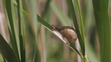 Snail on A Green Leaf video