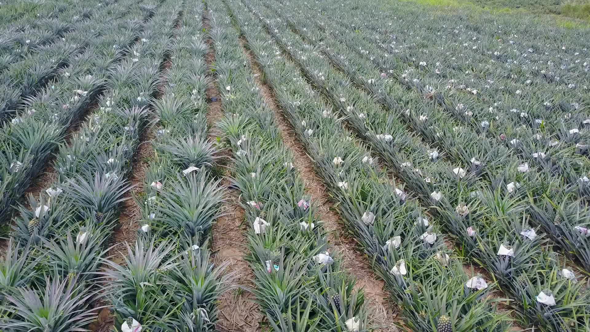 Aerial View of A Pineapple Field 2019187 Stock Video at Vecteezy