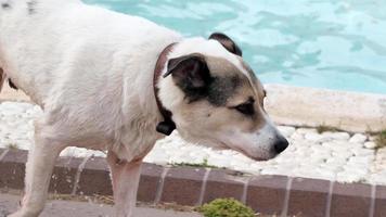 streunender Hund steigt aus einem Pool video