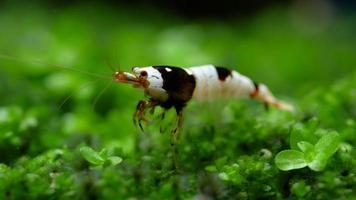 Black bee dwarf shrimp looks for food on green grass