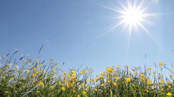 prado de verano y cielo soleado video