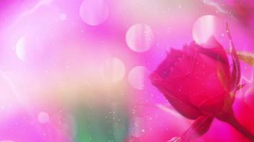 Dreamy Red Rose Background  video