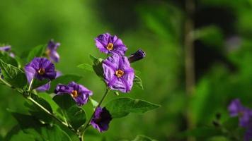 Purple Flowers on Green Background in Slow Motion video