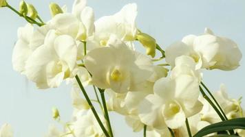 witte orchidee in de blauwe lucht video