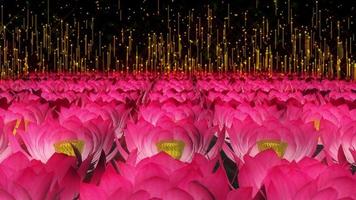 Lotus Field Particles  video