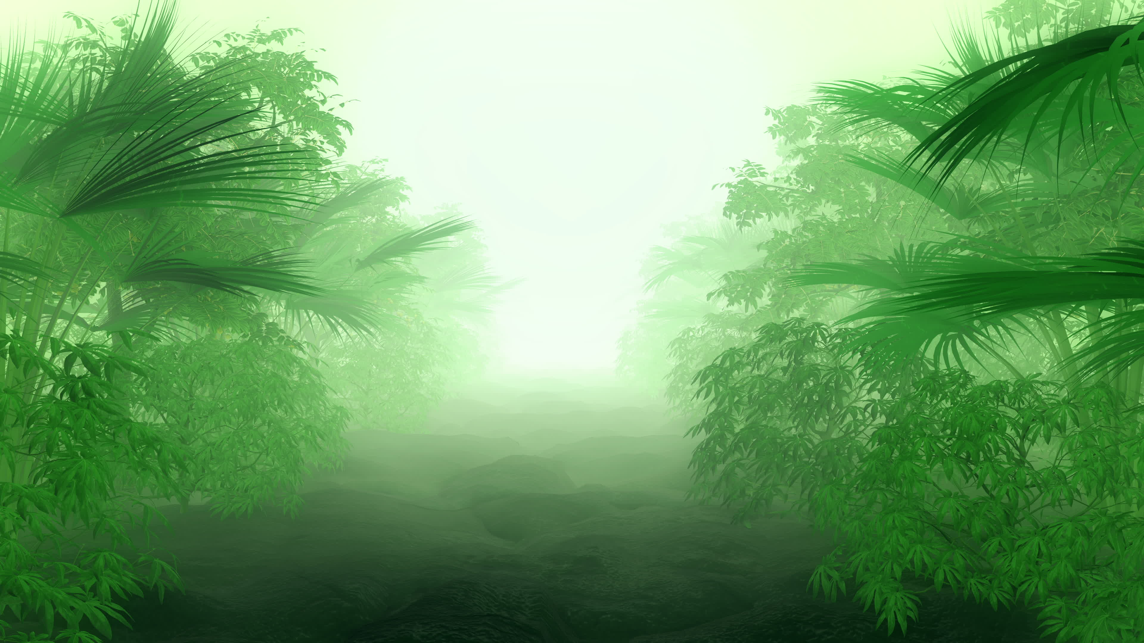 Jungle Background Stock Video Footage for Free Download