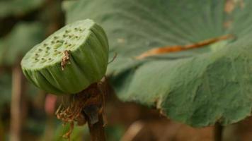 insecto y loto en el campo video