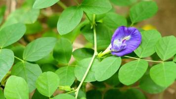 blå fjäril ärta blomma video