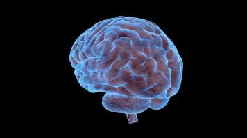 Rotating Brain Stock Video Footage for Free Download Rotating Brain Stock Video Footage for Free Download