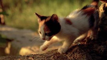 kleine veelkleurige kitten wandelen in slow-motion video