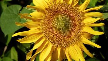 zoom arrière sur un tournesol au ralenti video