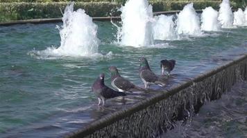 Tauben stehen auf dem Brunnen