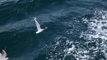 gaivotas voando em câmera lenta sobre o mar video
