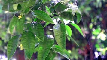 Green Leaves And Water Drops video