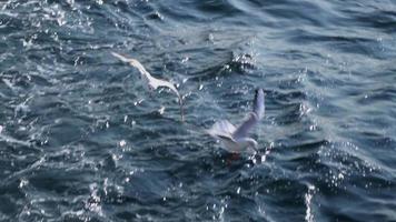 gaviotas volando sobre el mar azul video