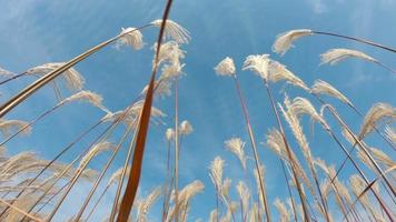 Beautiful grass field in autumn season at Seoul, South Korea. video