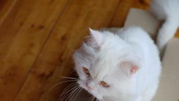 weiße Katze in einer Kiste auf einem Holzboden video