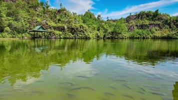 peixe natural no lago da floresta video