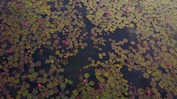 hav av rosa lotusblomma osedd i Thailand video