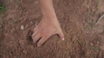 agriculteur récolte des pommes de terre enfouies dans le sol