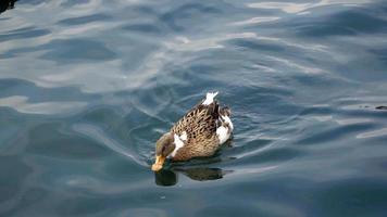 Cute Duck is Swimming at Sea video