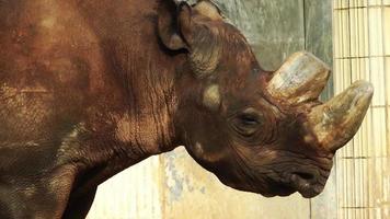 däggdjur vilda djur noshörning video