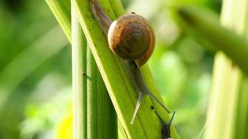 twee slakken kruipen op een sansevieria video