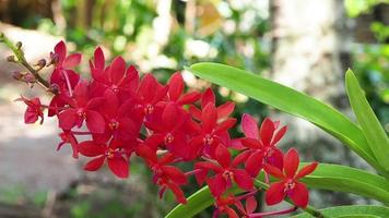 ljusröda orkidéer i trädgården