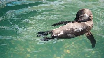 African Penguins in The Water video