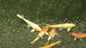 A group of carp fish swim in the pond