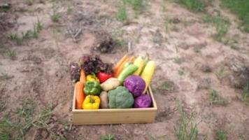 Vegetable crates are placed on agricultural areas. video