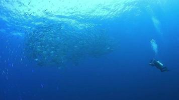 Jack fish school around coral reef in Wakatobi National Park, Indonesia. video