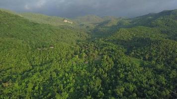 Drone aerial view of green spring forest from top video