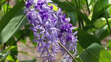 lila blommor som hänger på en gren video