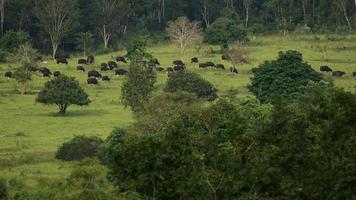 El gaur salvaje pastando la hierba en el bosque tropical video