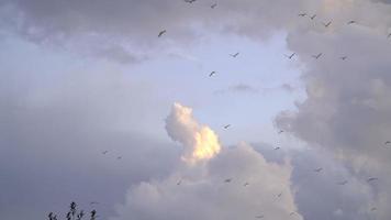 bandada de gaviotas volando en tiempo real video