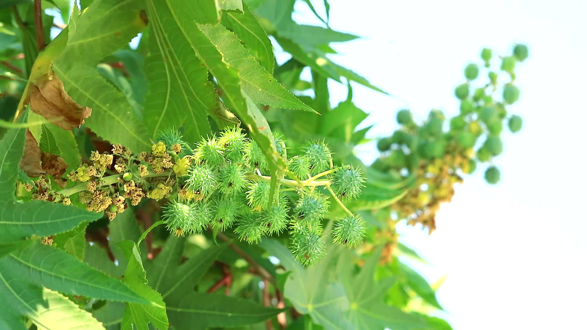 castor oil in the garden