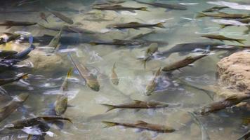 Fischschwarm in einem natürlichen Fluss video
