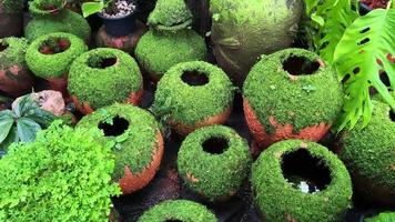 Beautiful tropical garden moss plant covering clay pots video