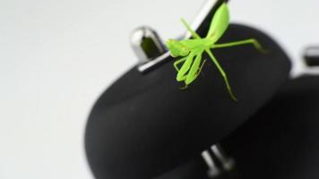 Praying Mantis on A Clock video