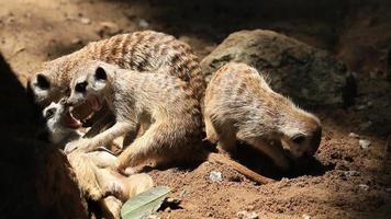 la famiglia di meerkat in una tana video