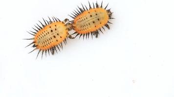 dos larvas de insecto amarillo con espinas video